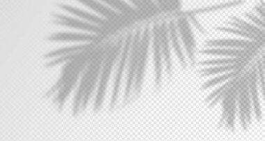 Ürün sunumu için soyut arkaplan. Doğal ışık düzeni. Duvardaki güneş ışınlarından yansıma. Odadaki yapraklar ve bitkiler yüzünden bulanık gölgeler. Doğal ışığın yumuşak örtüsü.