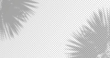 Ürün sunumu için soyut arkaplan. Doğal ışık düzeni. Duvardaki güneş ışınlarından yansıma. Odadaki yapraklar ve bitkiler yüzünden bulanık gölgeler. Doğal ışığın yumuşak örtüsü.