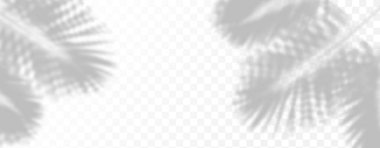 Ürün sunumu için soyut arkaplan. Doğal ışık düzeni. Duvardaki güneş ışınlarından yansıma. Odadaki yapraklar ve bitkiler yüzünden bulanık gölgeler. Doğal ışığın yumuşak örtüsü.