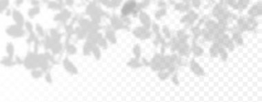 Ürün sunumu için soyut arkaplan. Doğal ışık düzeni. Duvardaki güneş ışınlarından yansıma. Odadaki yapraklar ve bitkiler yüzünden bulanık gölgeler. Doğal ışığın yumuşak örtüsü.