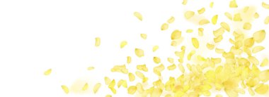 Kehribar çiçeği bahar şablonu. Sarı düşen gül ya da ayçiçeği yaprakları..