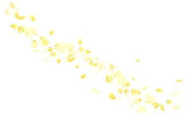 Kehribar çiçeği bahar şablonu. Sarı düşen gül ya da ayçiçeği yaprakları..