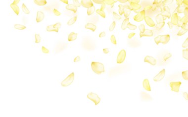 Kehribar çiçeği bahar şablonu. Sarı düşen gül ya da ayçiçeği yaprakları..