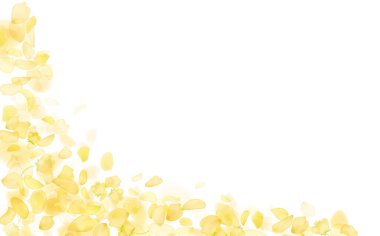 Kehribar çiçeği bahar şablonu. Sarı düşen gül ya da ayçiçeği yaprakları..