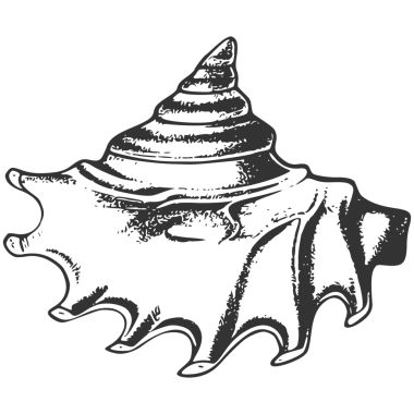 Düz stil deniz kabukları..