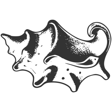 Düz stil deniz kabukları..