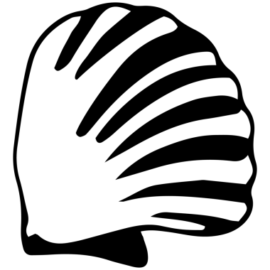 Farklı deniz kabukları..