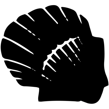 Farklı deniz kabukları..