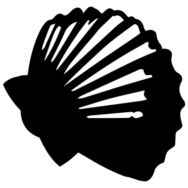 Farklı deniz kabukları..