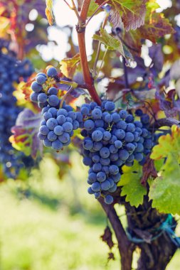 Close-up of a blue grape hanging in a vineyard clipart