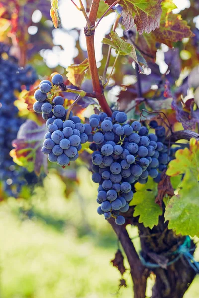 Close Blue Grape Hanging Vineyard Foto Stock Royalty Free