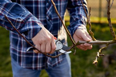 Bir adam bahçedeki meyve ağacını budar.