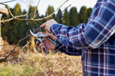 Bir adam bahçede bir meyve ağacını makasla buduyor.