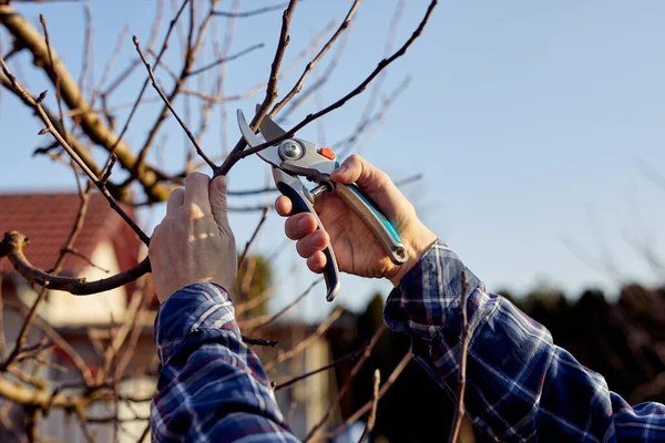 男は自分の家の近くの庭にある果樹の枝を剪定する — ストック写真