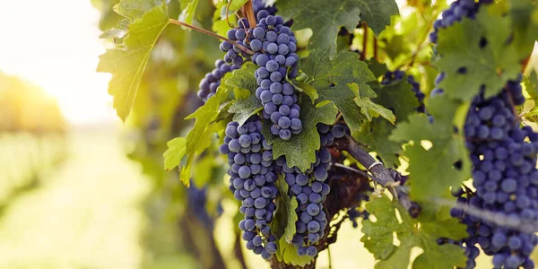 Een Rij Wijngaarden Met Rijpe Druiven Een Zomerdag Met Ruimte — Stockfoto