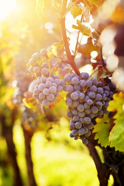 Wijngaarden Met Rijpe Druiven Bij Zonsondergang Zon — Stockfoto