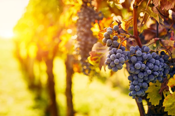 日落时分 葡萄园里有成熟的葡萄 有文字的空间 免版税图库图片