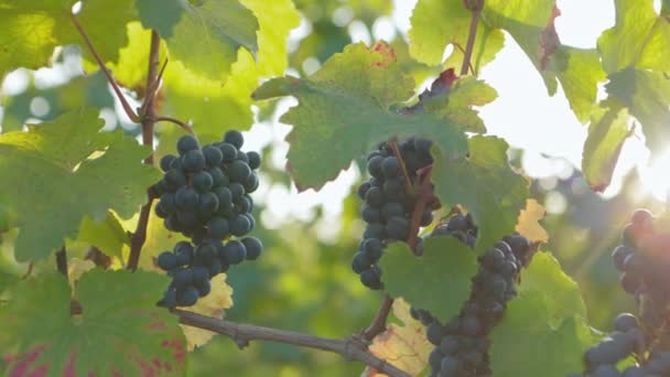 Dolly Shot Blue Ripe Grapes Vineyard — Stock Video