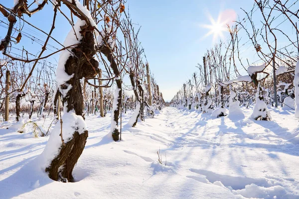 在一个阳光明媚的冬日 葡萄园被雪覆盖着 图库图片