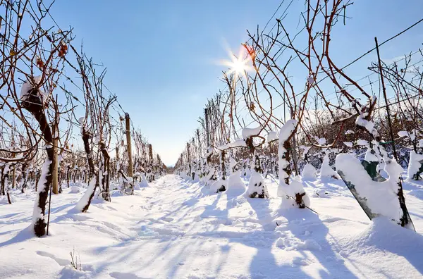 阳光灿烂的冬天 雪地的葡萄园里排满了雪 免版税图库图片