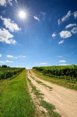 Güneşli bir yaz gününde üzüm bağı manzarası