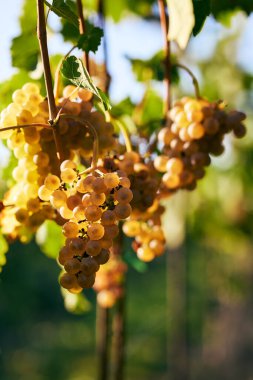Bir üzüm bağında olgunlaşmış sarı üzümler.