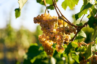 Bir üzüm bağındaki daldan sarkan olgun sarı üzümler.