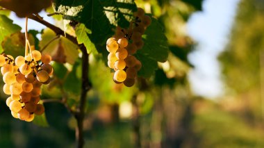 Güzel, olgun, sarı üzümler bir üzüm bağında birbirine yakın duruyor.