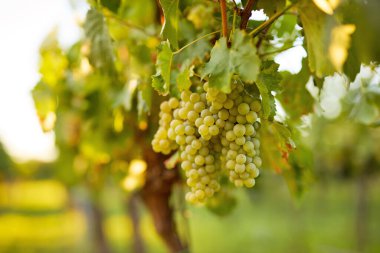 Gün batımında bir üzüm bağında olgunlaşmış beyaz şarap üzümleri