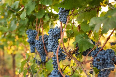 Gün batımında bir üzüm bağında olgunlaşmış mavi üzümler.