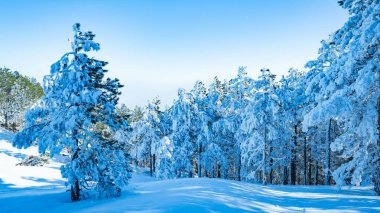 Ağaçlarda kar kış manzara