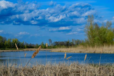 Bulutlu göl ve orman