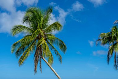 Yeşil su, mavi gökyüzü ve palmiye ağaçlarıyla Karayip plajı manzarası.