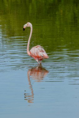 Meksika mı? Celestun Biyosfer Rezervi. Amerikan flamingo sürüsü (Phoenicopterus ruber, Karayip flamingosu olarak da bilinir) sığ sularda beslenir.