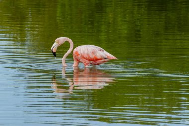 Meksika mı? Celestun Biyosfer Rezervi. Amerikan flamingo sürüsü (Phoenicopterus ruber, Karayip flamingosu olarak da bilinir) sığ sularda beslenir.