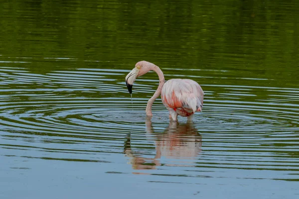 Mexico Celestun Biosfeerreservaat Kudde Amerikaanse Flamingo Phoenicopterus Ruber Ook Wel — Stockfoto