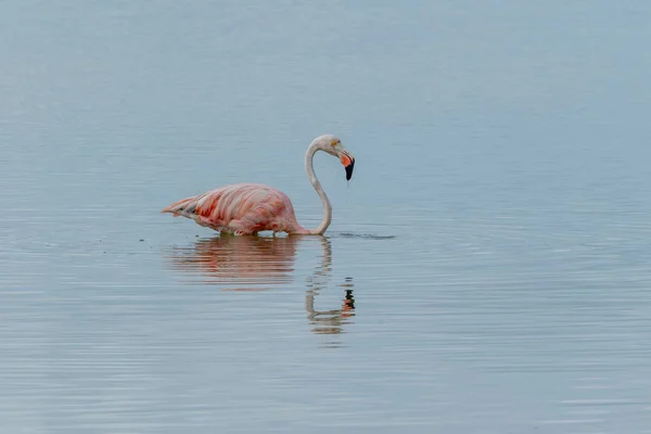 Meksyk Rezerwat Biosfery Celestun Stado Flamingów Amerykańskich Kauczuk Fenicopterus Znany — Zdjęcie stockowe