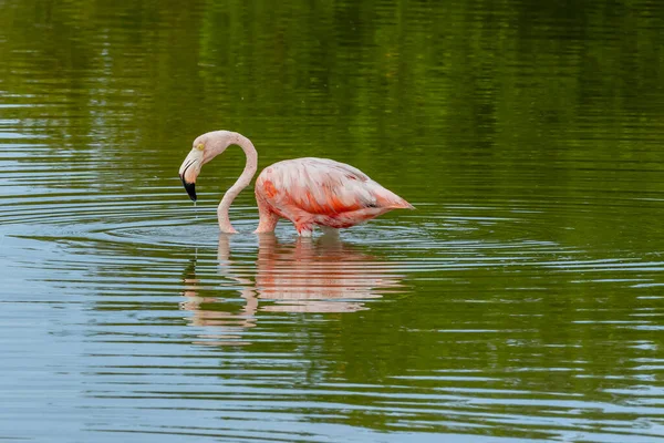 Mexico Celestun Biosphere Reserve Flock American Flamingos Phoenicopterus Ruber Also — Stock Photo, Image
