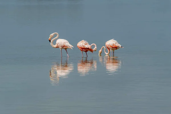 México Reserva Biosfera Celestun Rebanho Flamingos Americanos Phoenicopterus Ruber Também — Fotografia de Stock