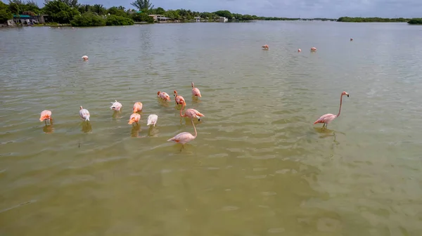 México Reserva Biosfera Celestun Rebanho Flamingos Americanos Phoenicopterus Ruber Também — Fotografia de Stock