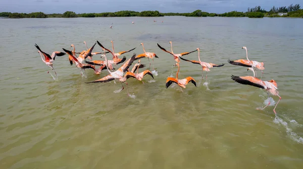 Mexikó Celestun Bioszféra Rezervátum Sekély Vízben Táplálkozó Amerikai Flamingók Phoenicopterus — Stock Fotó