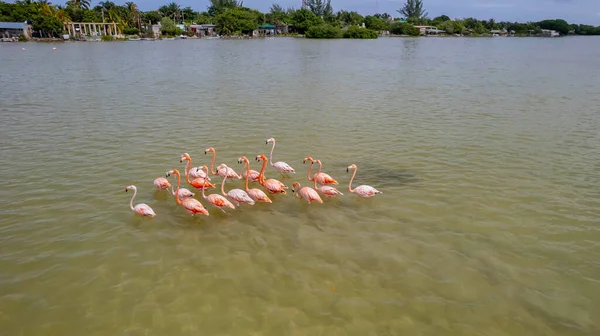 Мексика Біосферний Заповідник Селестун Flock American Flamingos Phoenicopterus Ruber Also — стокове фото