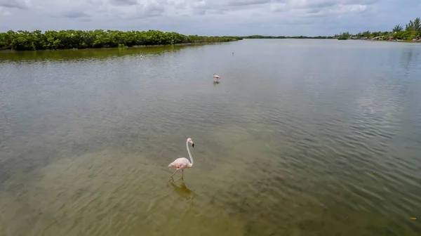 Mexico Celestun Biosfeerreservaat Kudde Amerikaanse Flamingo Phoenicopterus Ruber Ook Wel — Stockfoto