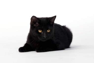 Siyah bir kedi yavrusu bir stüdyo ortamında çalış