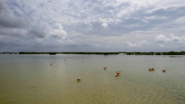 Meksika mı? Celestun Biyosfer Rezervi. Amerikan flamingo sürüsü (Phoenicopterus ruber, Karayip flamingosu olarak da bilinir) sığ sularda beslenir.
