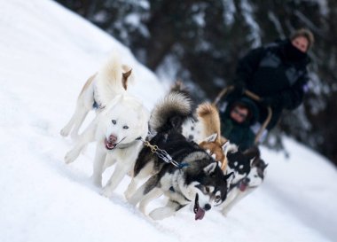 A group of dogs pull a sled through the snow in the American Rockies near Breckenridge, Colorado. 