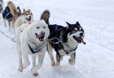 A group of dogs pull a sled through the snow in the American Rockies near Breckenridge, Colorado. 
