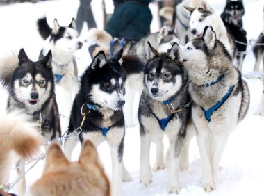 A group of dogs pull a sled through the snow in the American Rockies near Breckenridge, Colorado. 