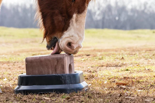 一匹马在当地农场的牧场上舔咬一块盐 — 图库照片