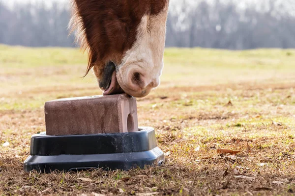 一匹马在当地农场的牧场上舔咬一块盐 — 图库照片